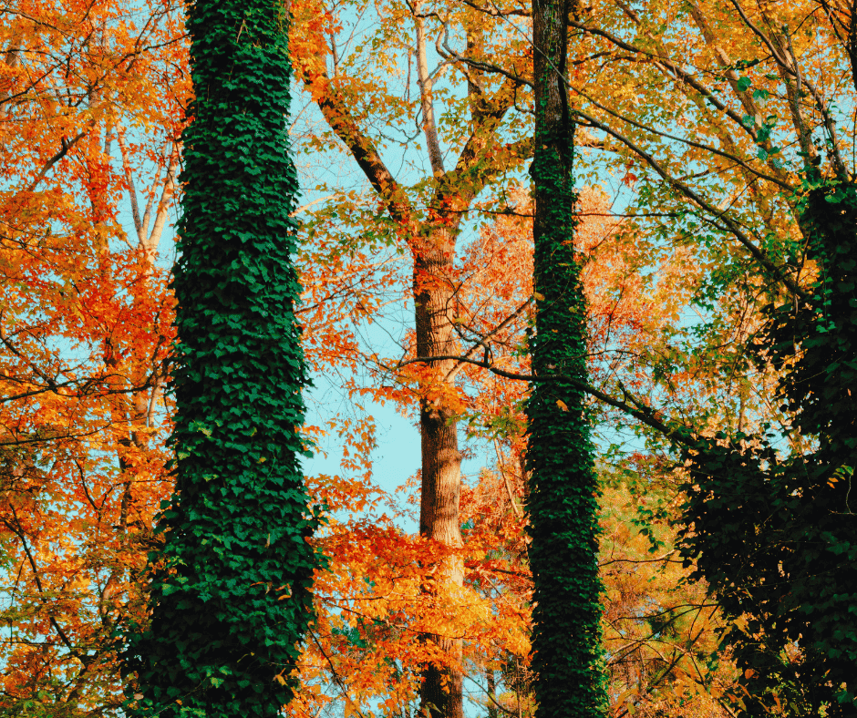 Retaining wall contractor